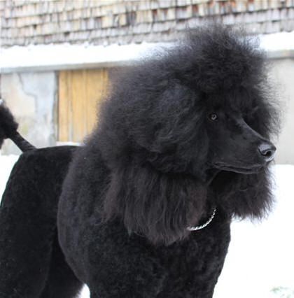 Thayiro Porträt - Hundesalon Dany - St. Gallen