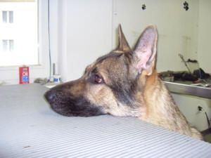 Der Kopf des Deutschen Schäferhundes liegt auf dem Trimmtisch und blickt nach links.