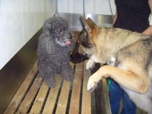 Ein schwarzer Pudel und ein Deutscher Schäferhund interagieren auf einer Holzoberfläche, vermutlich einem Trimmtisch.