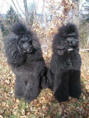 Thayiro und Tochter - Hundesalon Dany - St. Gallen