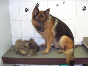 Deutscher Schäferhund sitzt mit einem Fellhaufen in einem Raum mit Pfotenabdrücken an der Wand.