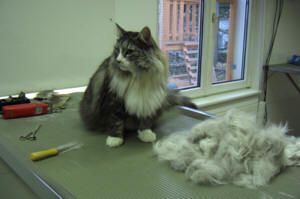 Langhaarige Katze sitzt auf einem Pflegetisch neben einem Fellhaufen, neben einem Fenster.