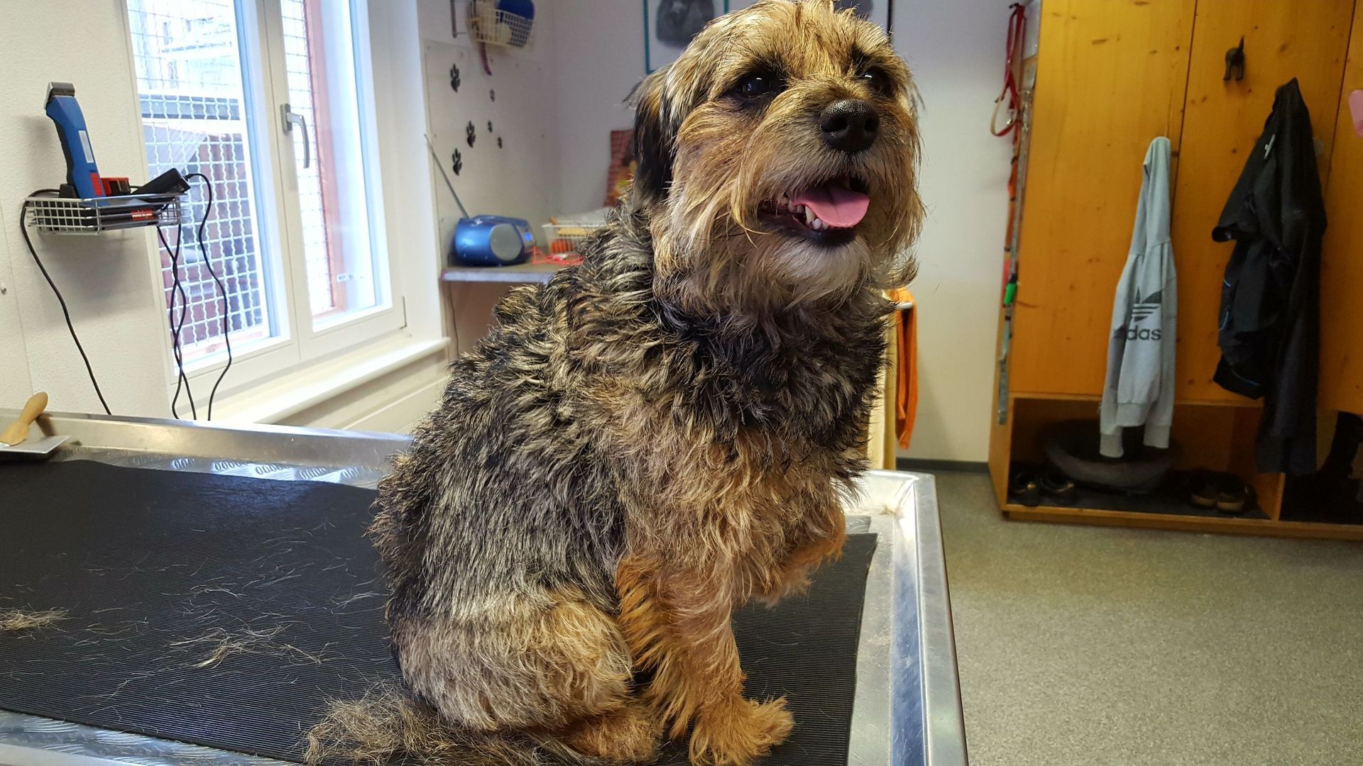 Ein kleiner, nasser Hund mit schwarz-braunem Fell sitzt mit heraushängender Zunge auf einem Pflegetisch in einem Salon.