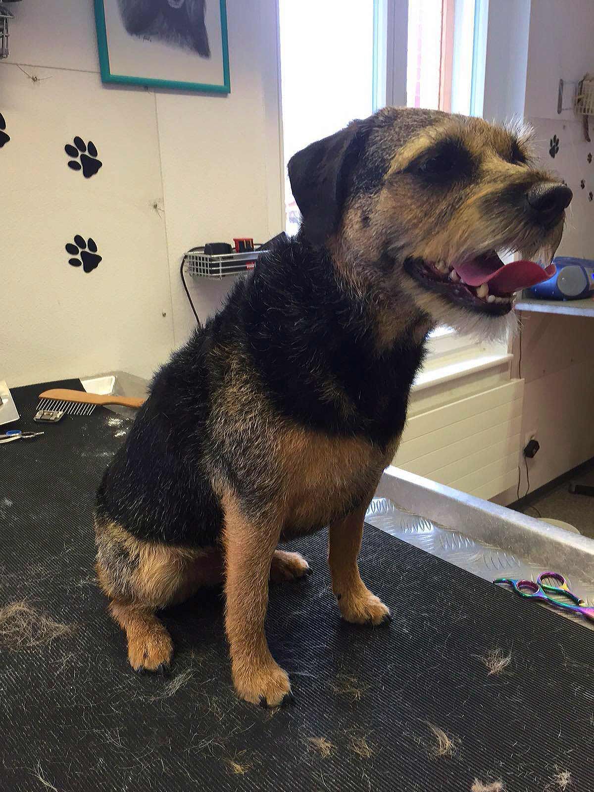 Ein Hund mit schwarzbraunem Fell sitzt hechelnd und mit heraushängender Zunge auf einem Pflegetisch.
