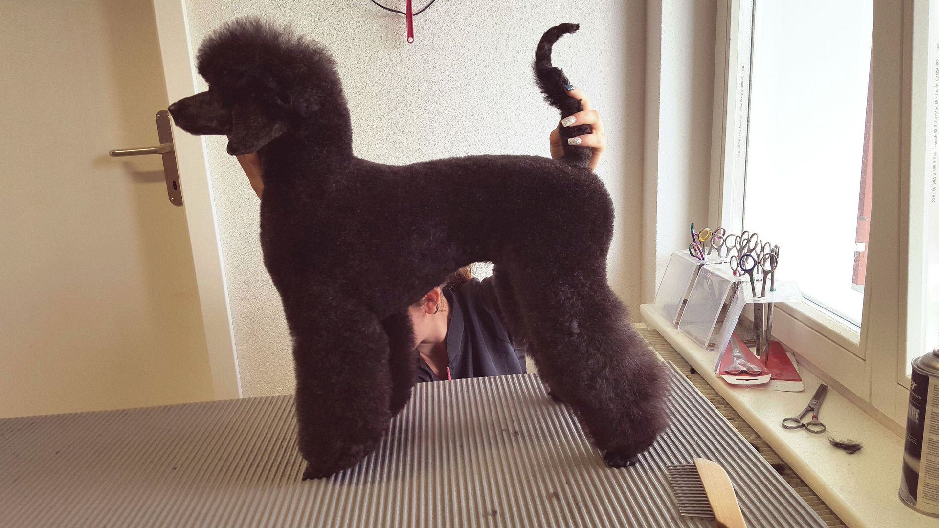 Schwarzer Pudel mit Showschnitt auf einem Pflegetisch; Person hält Schwanz.