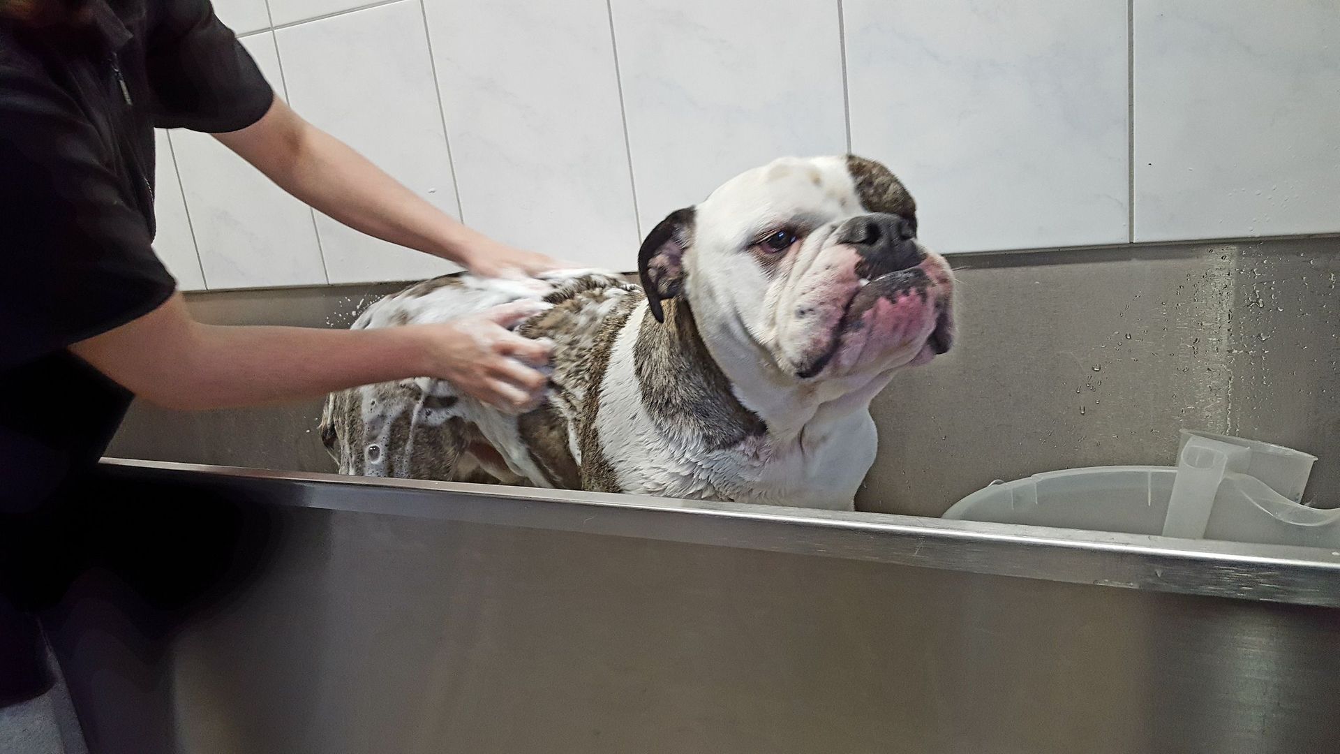 Person wäscht eine weiß-braune Bulldogge in einer Edelstahlwanne. Der Hund hat einen unzufriedenen Gesichtsausdruck.