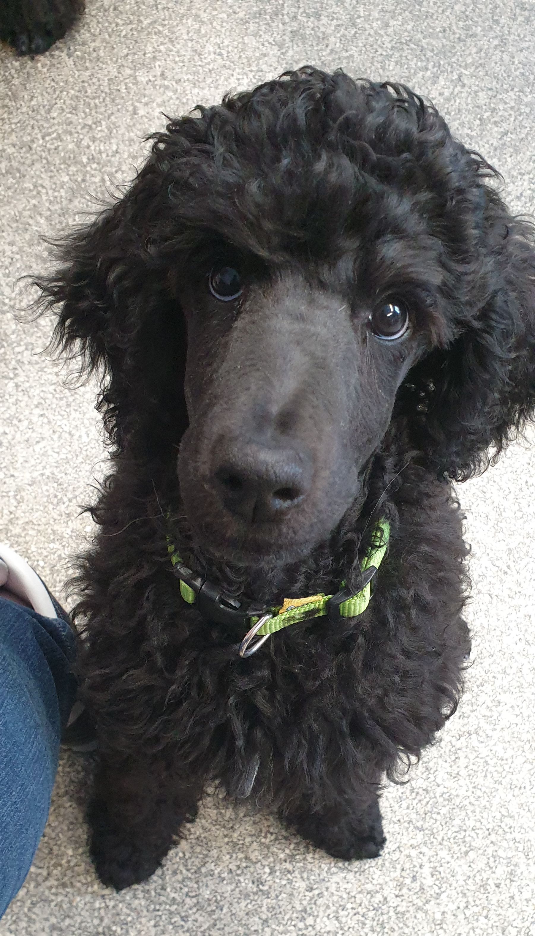 Schwarzer Pudelwelpe mit lockigem Fell, trägt ein grünes Halsband und sitzt im Haus.