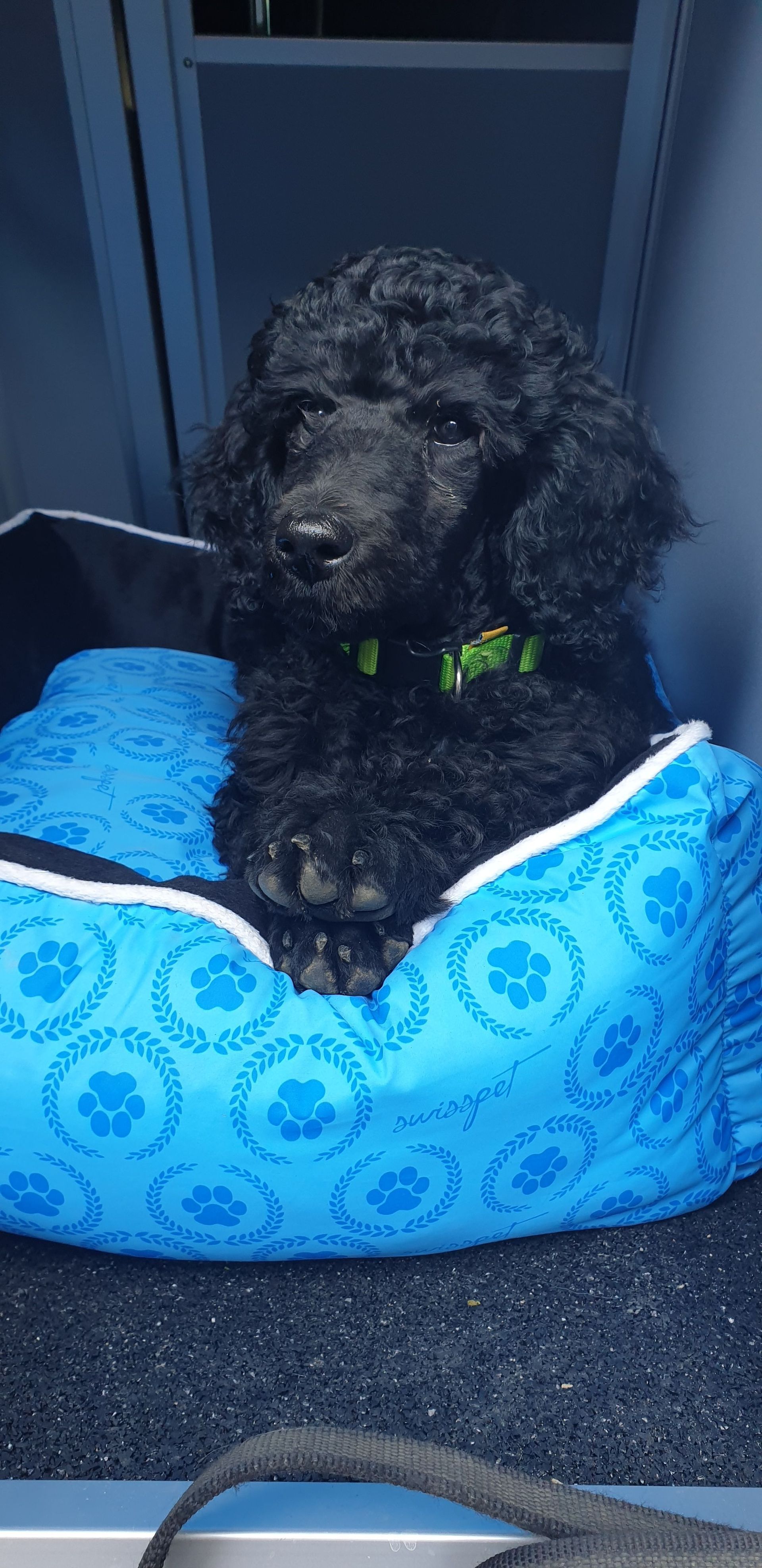 Schwarzer Pudel in einem blauen Bett mit Pfotenabdruck-Design. Grünes Halsband.