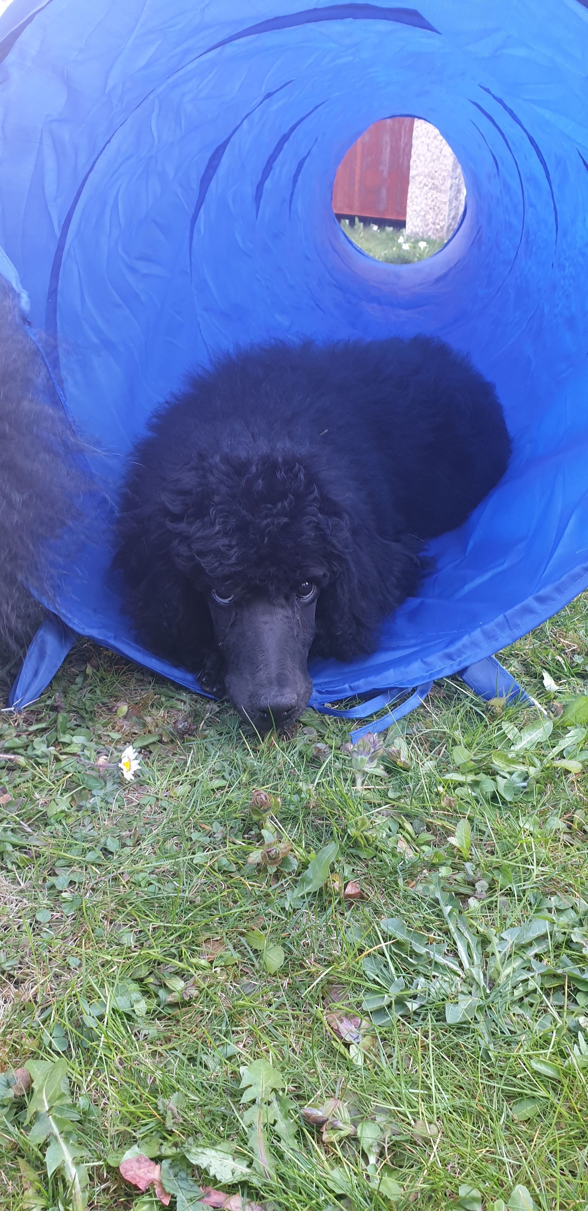 Schwarzer Pudel in einem blauen Agility-Tunnel, blickt in die Kamera und sitzt im Freien auf Gras.