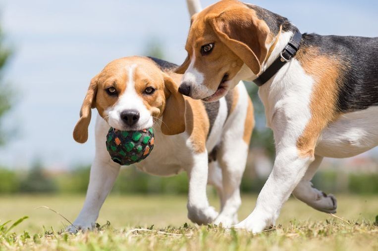 Dos perros beagle jugando en un parque con césped, uno de ellos sosteniendo una pelota verde texturizada en la boca.