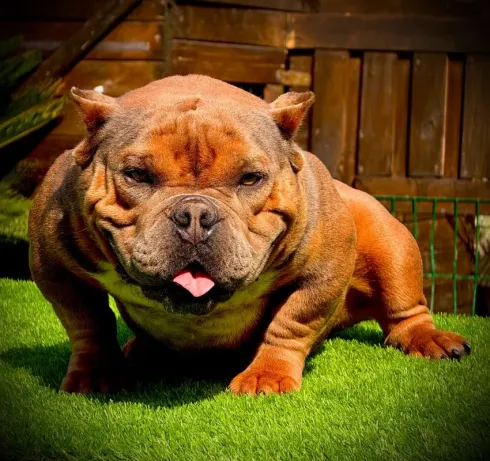 Un bulldog marrón sentado sobre la hierba verde con la lengua fuera en un patio de madera.