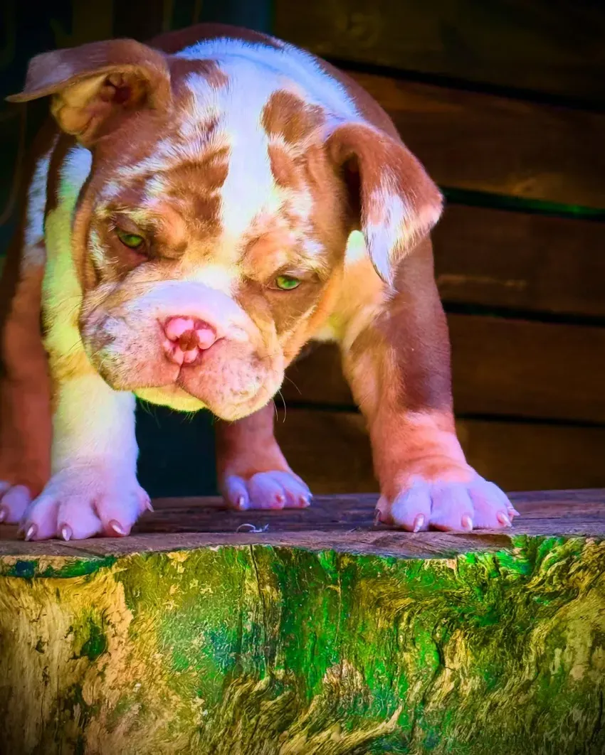 Un cachorro marrón y blanco está de pie sobre una repisa de madera, mirando hacia abajo bajo la cálida luz del sol.