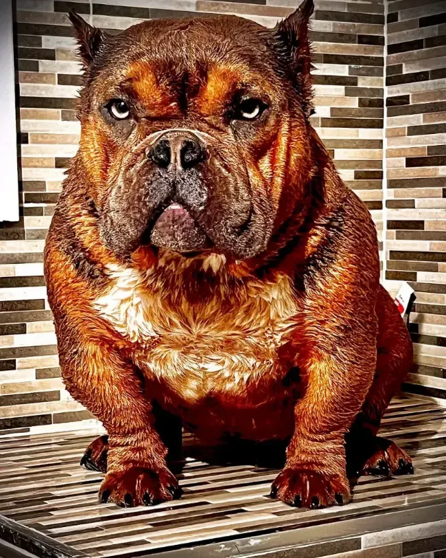 Un bulldog marrón y robusto está sentado en un banco de baldosas a rayas, mirando al frente con expresión seria.