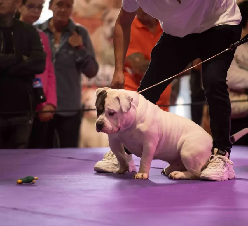 Un bulldog blanco sentado en un escenario morado en una exposición canina, sujeto con una correa.