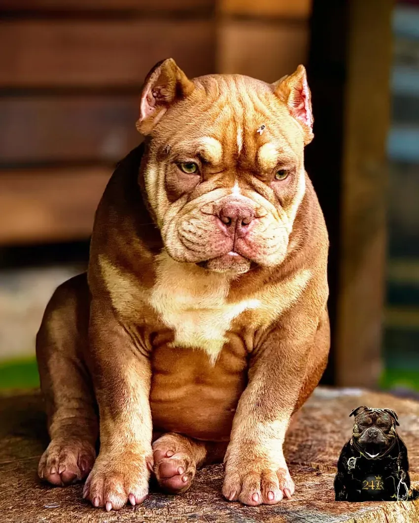 Un bulldog marrón está sentado en un escalón, mirando al frente con expresión seria.