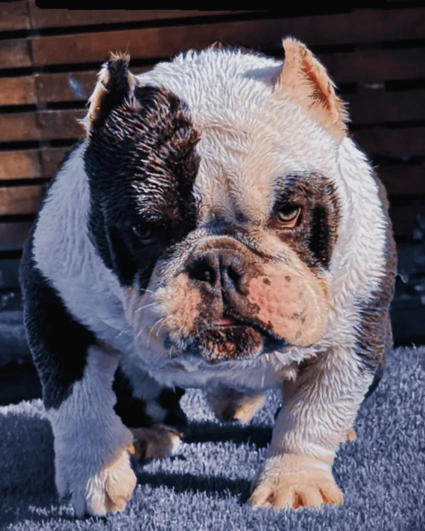 Un bulldog francés blanco y negro de pie sobre una superficie azul bajo la luz del sol.