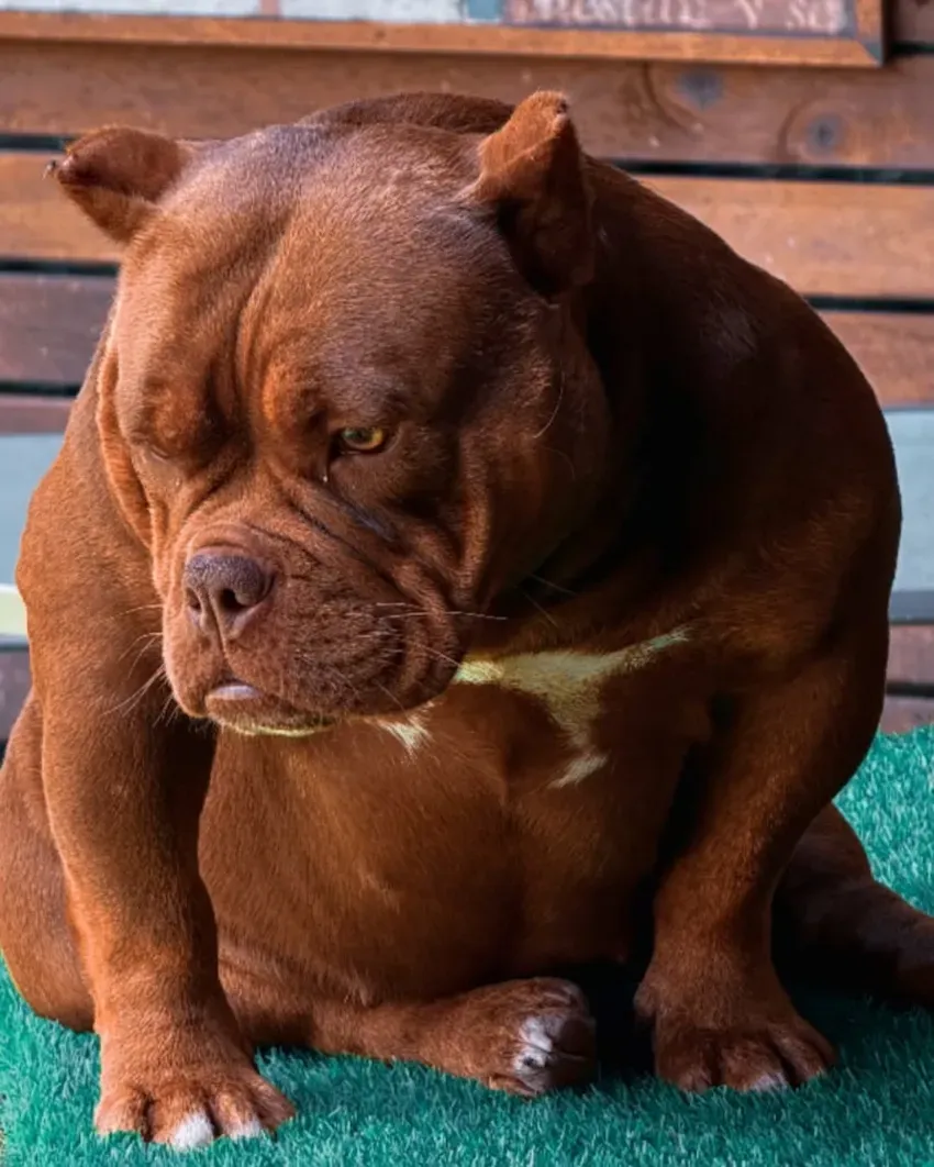 Un bulldog marrón está sentado sobre una alfombra verde, mirando hacia abajo, con una mancha blanca en el pecho.