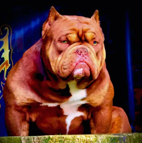 Bulldog marrón con el pecho blanco sentado sobre un fondo azul oscuro.