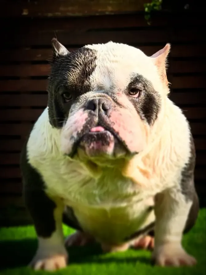 Un bulldog blanco y negro de pie sobre la hierba frente a una valla de madera, mirando a la cámara.