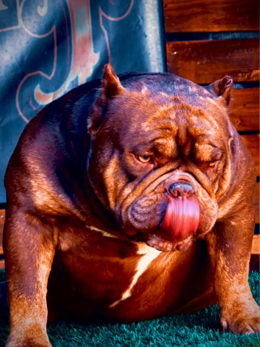 Bulldog marrón con la lengua fuera, sentado sobre una superficie azul y naranja.
