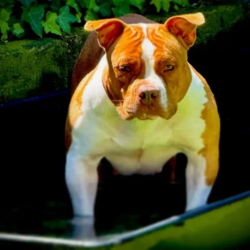 Bulldog marrón y blanco de pie sobre la hierba frente a una vegetación frondosa.