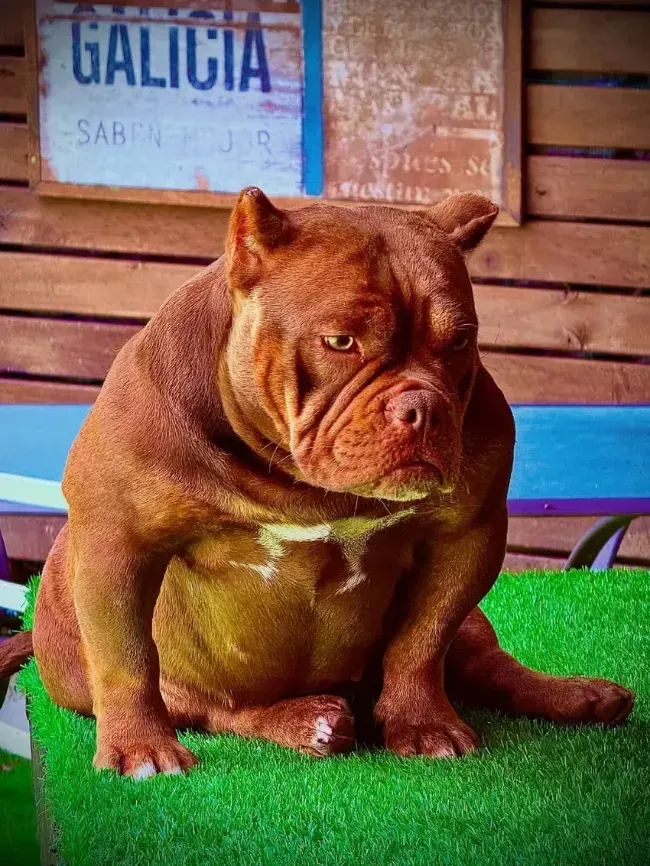 Un pitbull marrón está sentado sobre césped verde, mirando de reojo con expresión seria.
