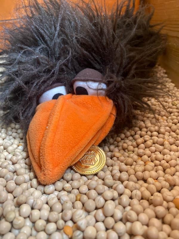 Ein ausgestopfter Vogel mit einer Goldmünze im Schnabel