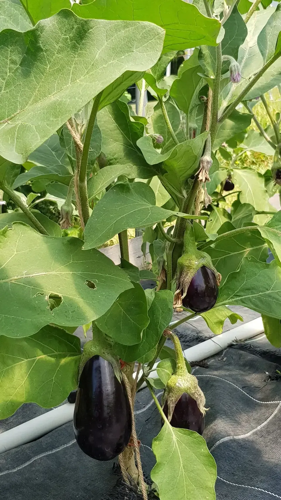 Auberginen am Strauch der Grimm Obst & Gemüse AG