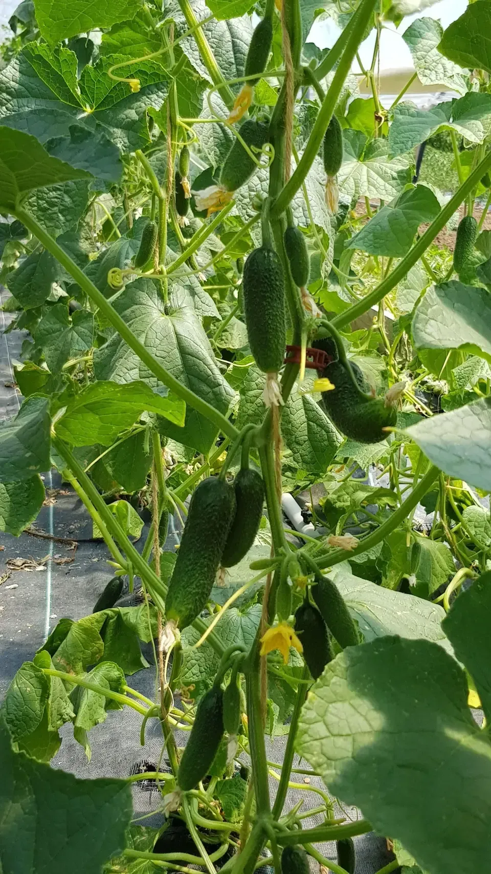 Zucchini am Strauch der Grimm Obst & Gemüse AG