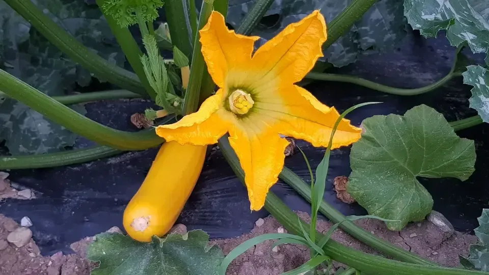 Zucchini mit Blüte von der Grimm Obst & Gemüse AG