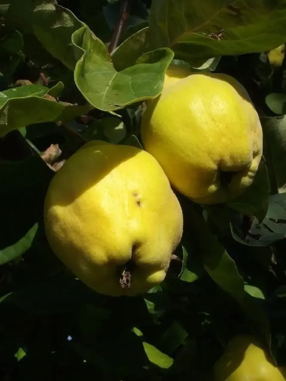 Gemüse am Strauch der Grimm Obst & Gemüse AG