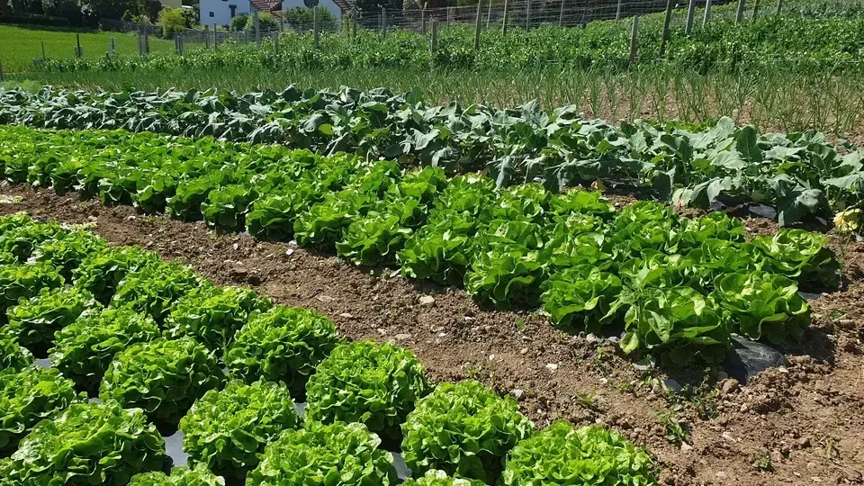 Gemüsegarten der Grimm Obst & Gemüse AG