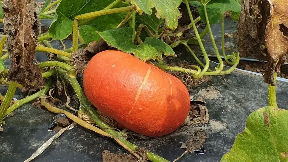Kürbis auf Beet der Grimm Obst & Gemüse AG