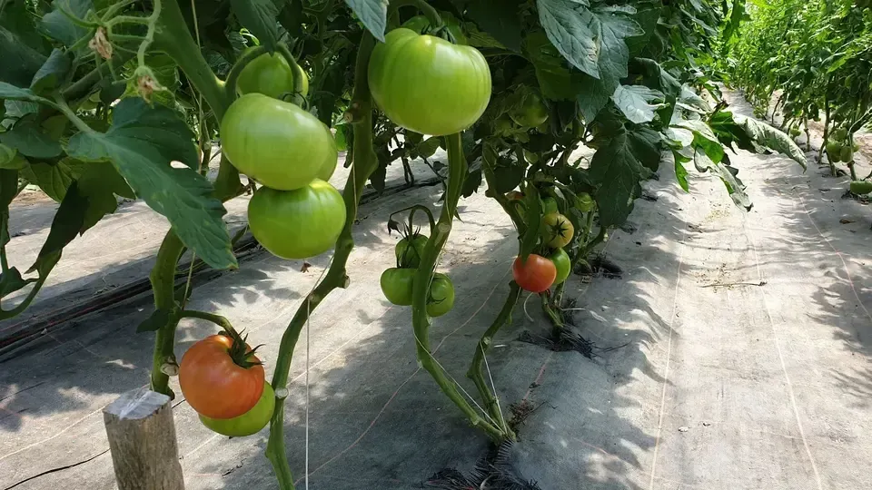 Tomaten an Sträuchern der Grimm Obst & Gemüse AG
