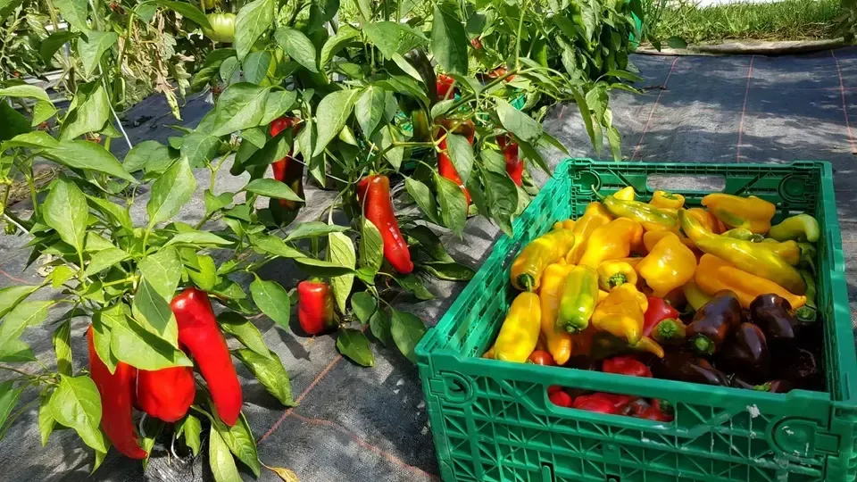 Paprikaernte mit Sträuchern der Grimm Obst & Gemüse AG