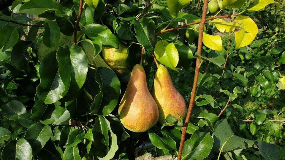 Birnen am Baum der Grimm Obst & Gemüse AG
