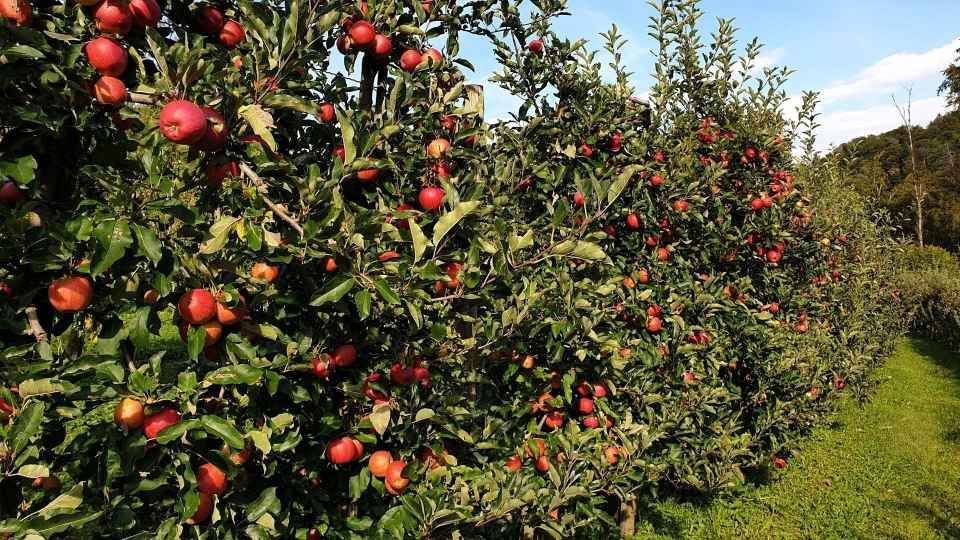 Äpfel am Baum der Grimm Obst & Gemüse AG