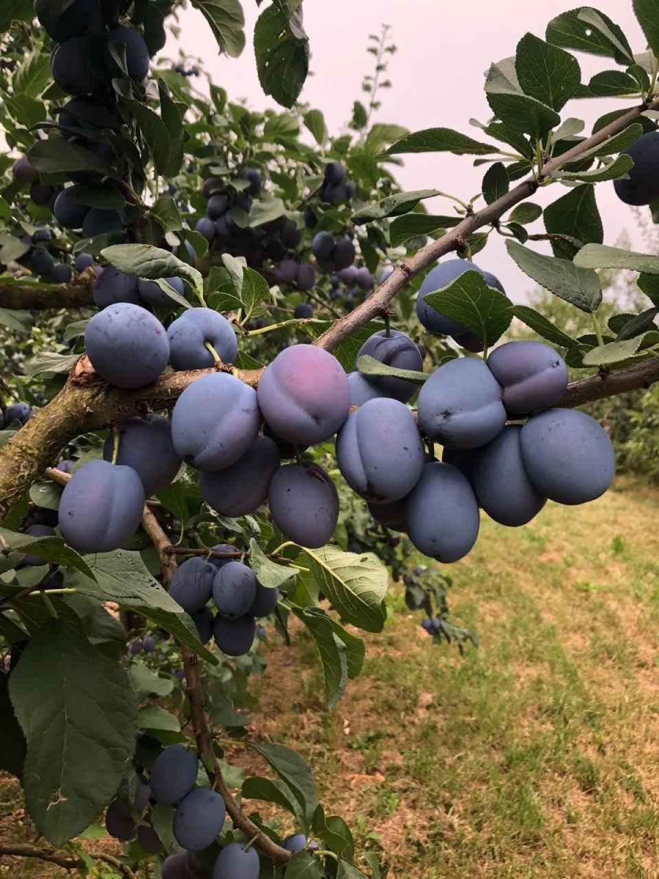 Pflaumen am Baum der Grimm Obst & Gemüse AG