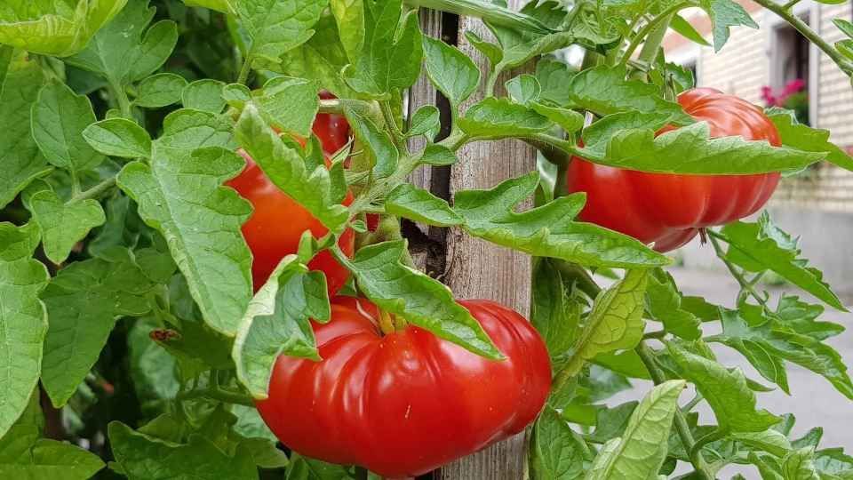 Tomaten am Strauch der Grimm Obst & Gemüse AG