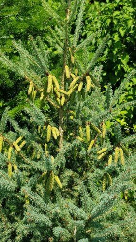 Weihnachtsbaum von der Grimm Obst & Gemüse AG
