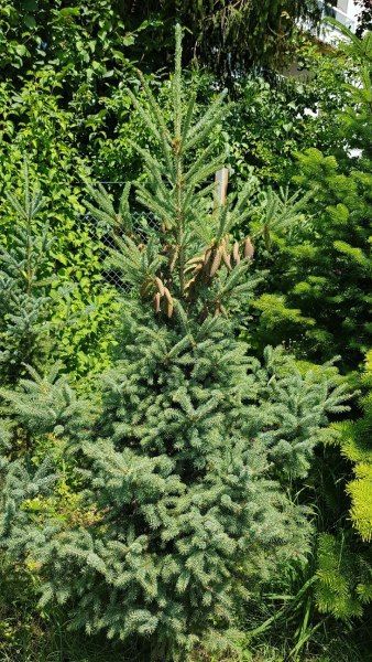 Weihnachtsbaum von der Grimm Obst & Gemüse AG