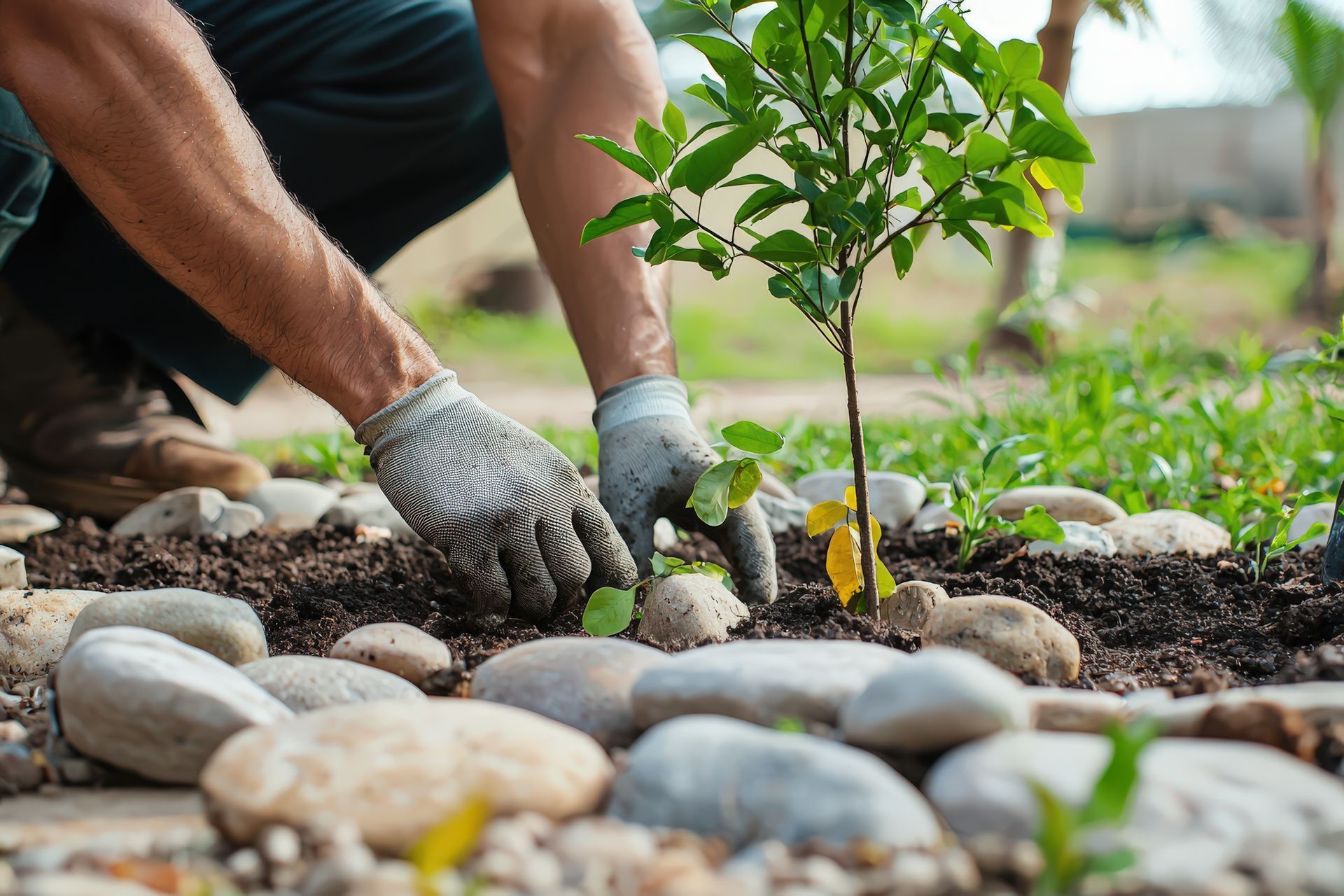 Une personne plante un petit arbre, entouré de pierres, dans un parterre de jardin.