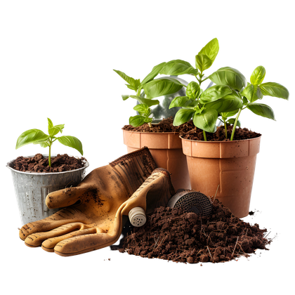 Des plants de basilic en pot, des gants de jardinage et un tas de terre.