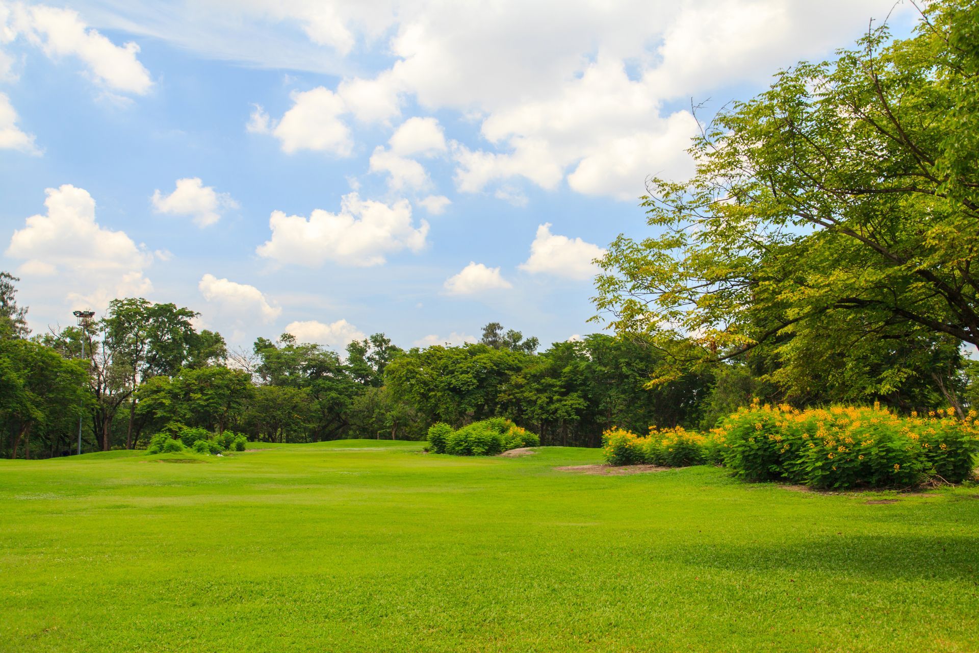 Champ herbeux verdoyant avec des arbres sous un ciel bleu parsemé de nuages ​​blancs.