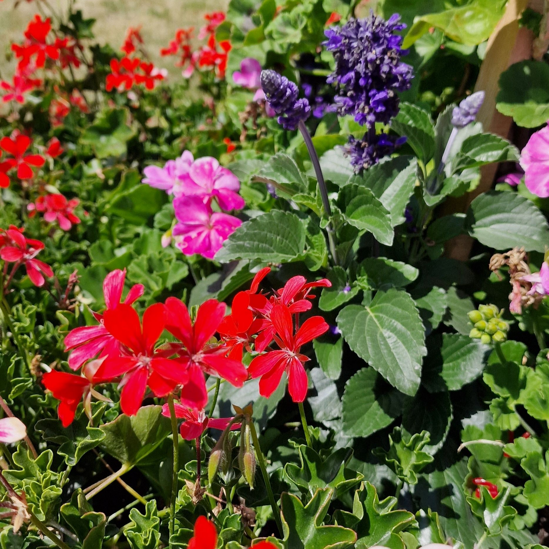 Des fleurs rouges, roses et violettes en pleine floraison, entourées de feuillage vert.