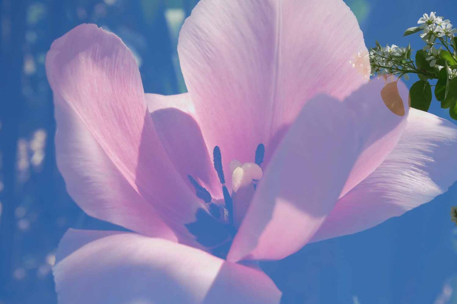 Blume - Raum für Wandel