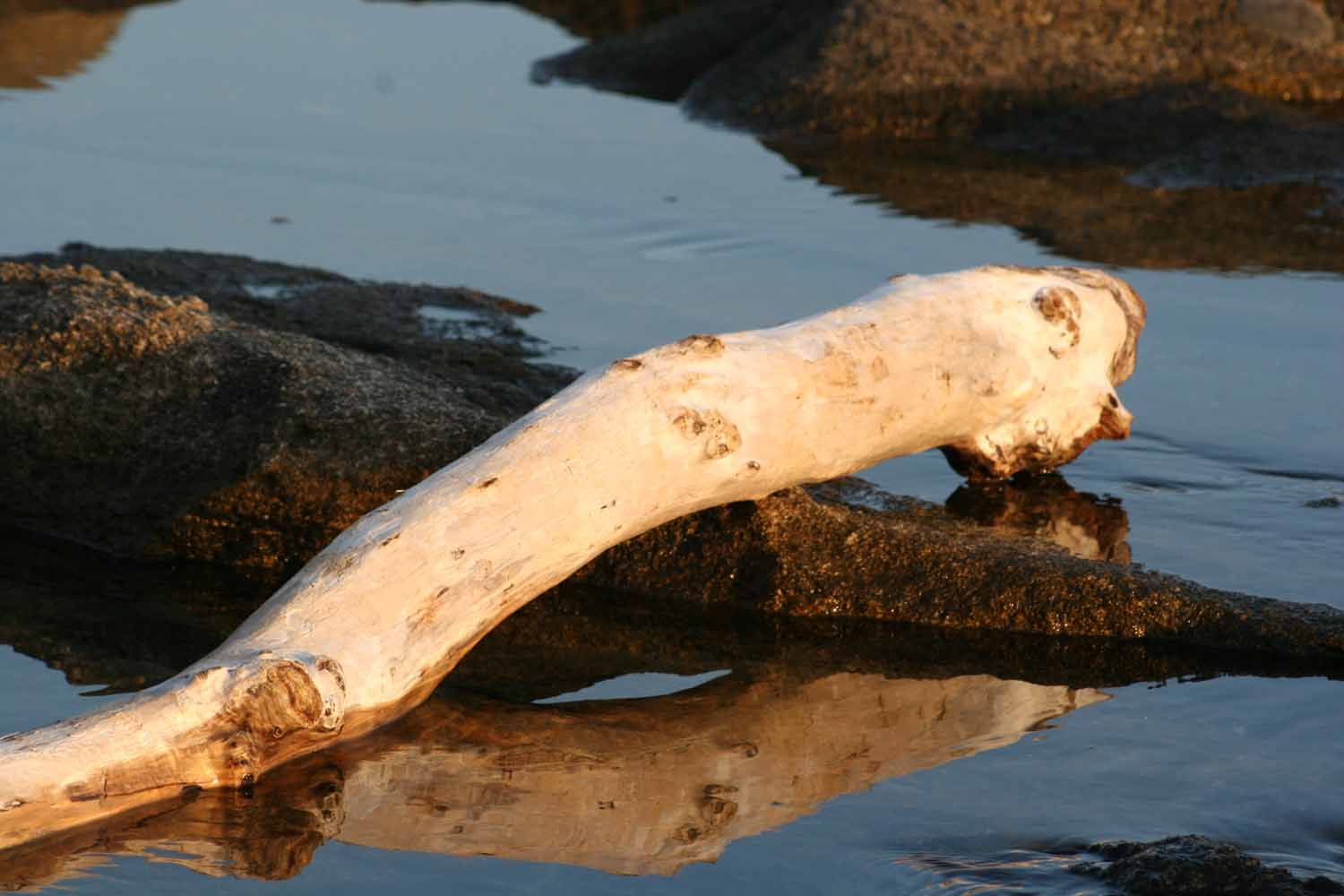 Holz - Raum für Wandel