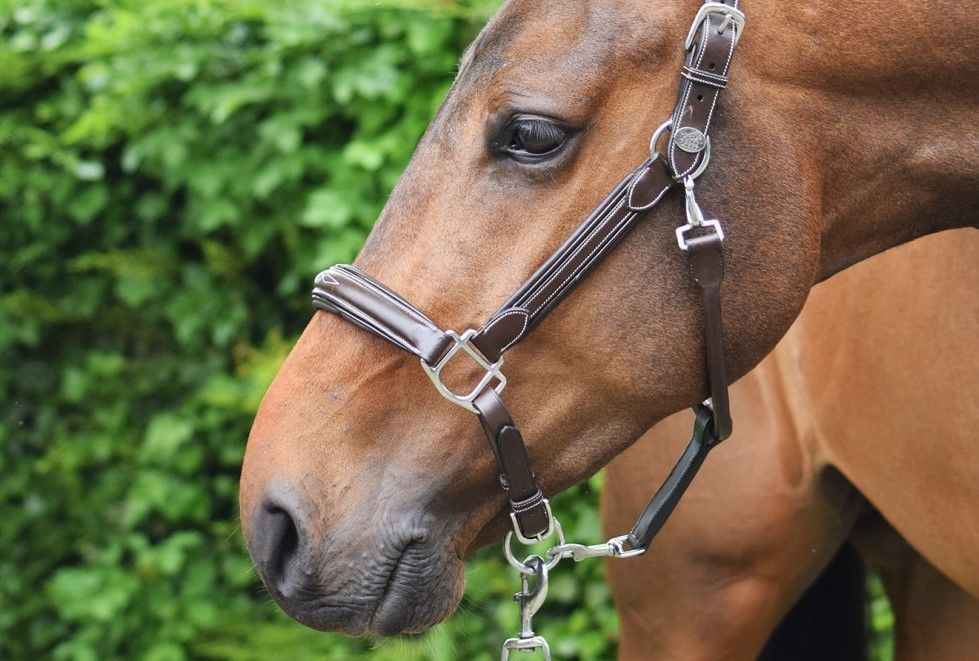 Jump'in licol cuir week wednesday