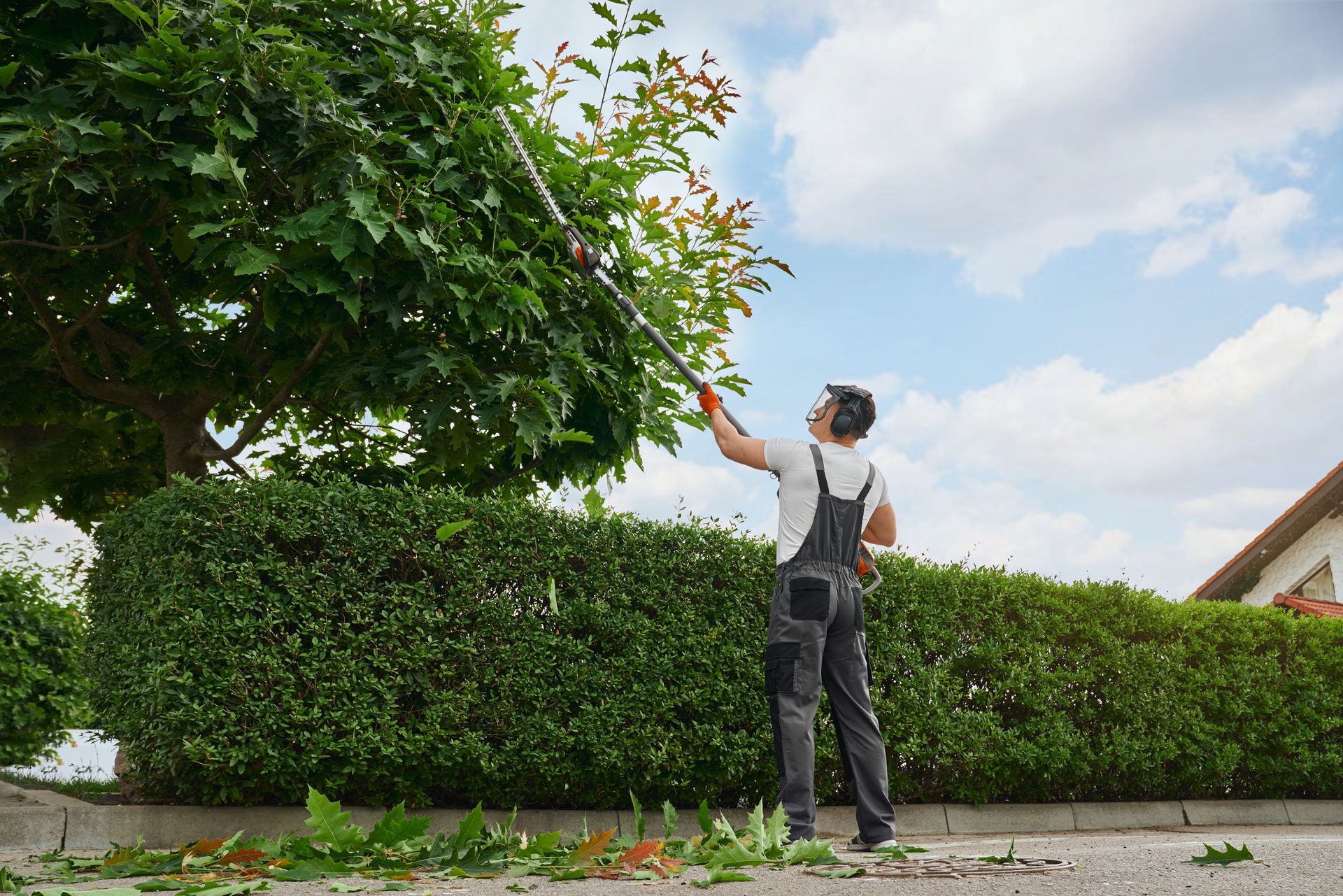 Ein Mann fällt mit einer Heckenschere einen Baum.