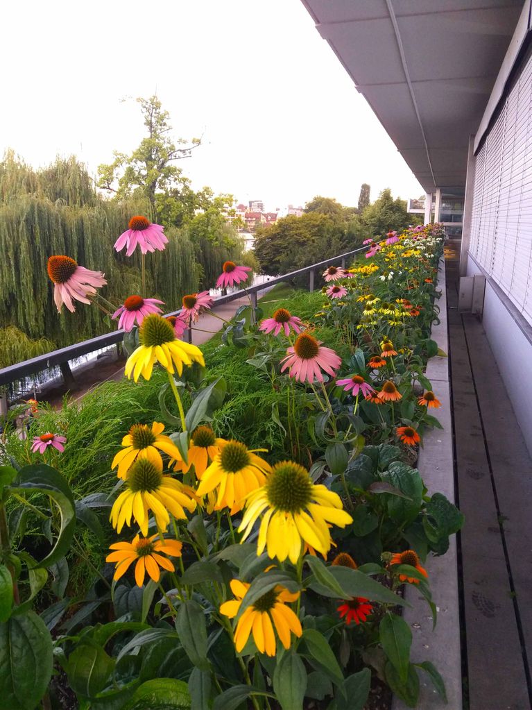 Gartenpflege - Zürich - Strotz Gartenbau AG